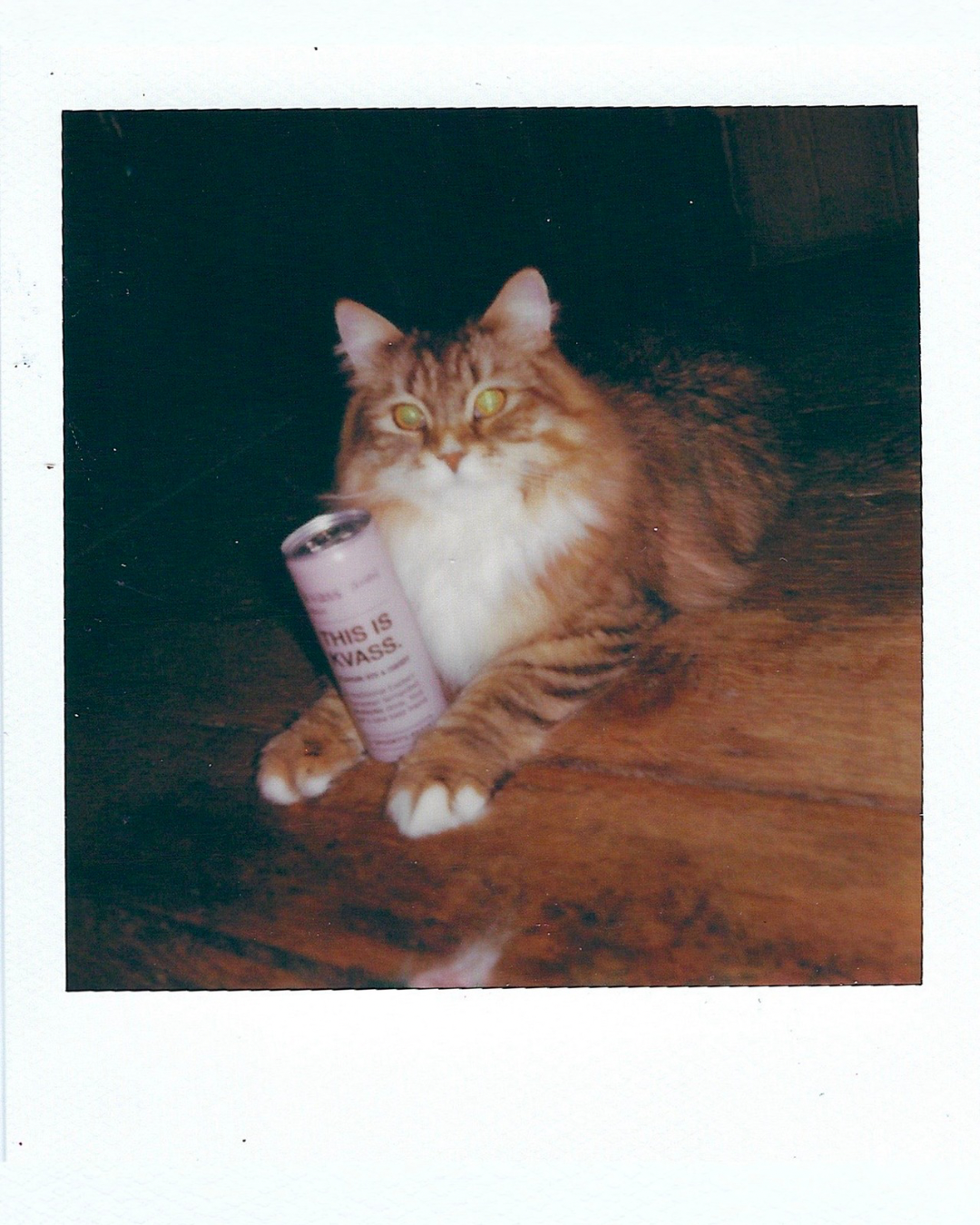 Cat sitting on a wooden surface with a can of Spooky’s kiosk kvas labeled 'This is kvass’