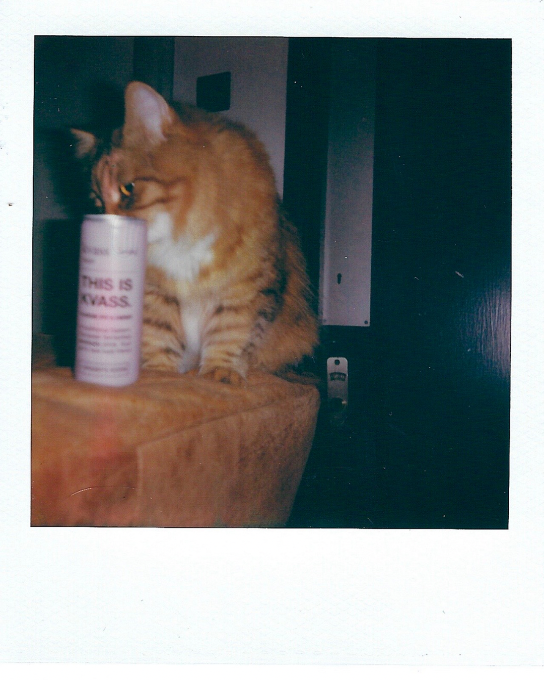 Cat sitting on a couch next to a can labeled 'This is Kvass' in a dark room.