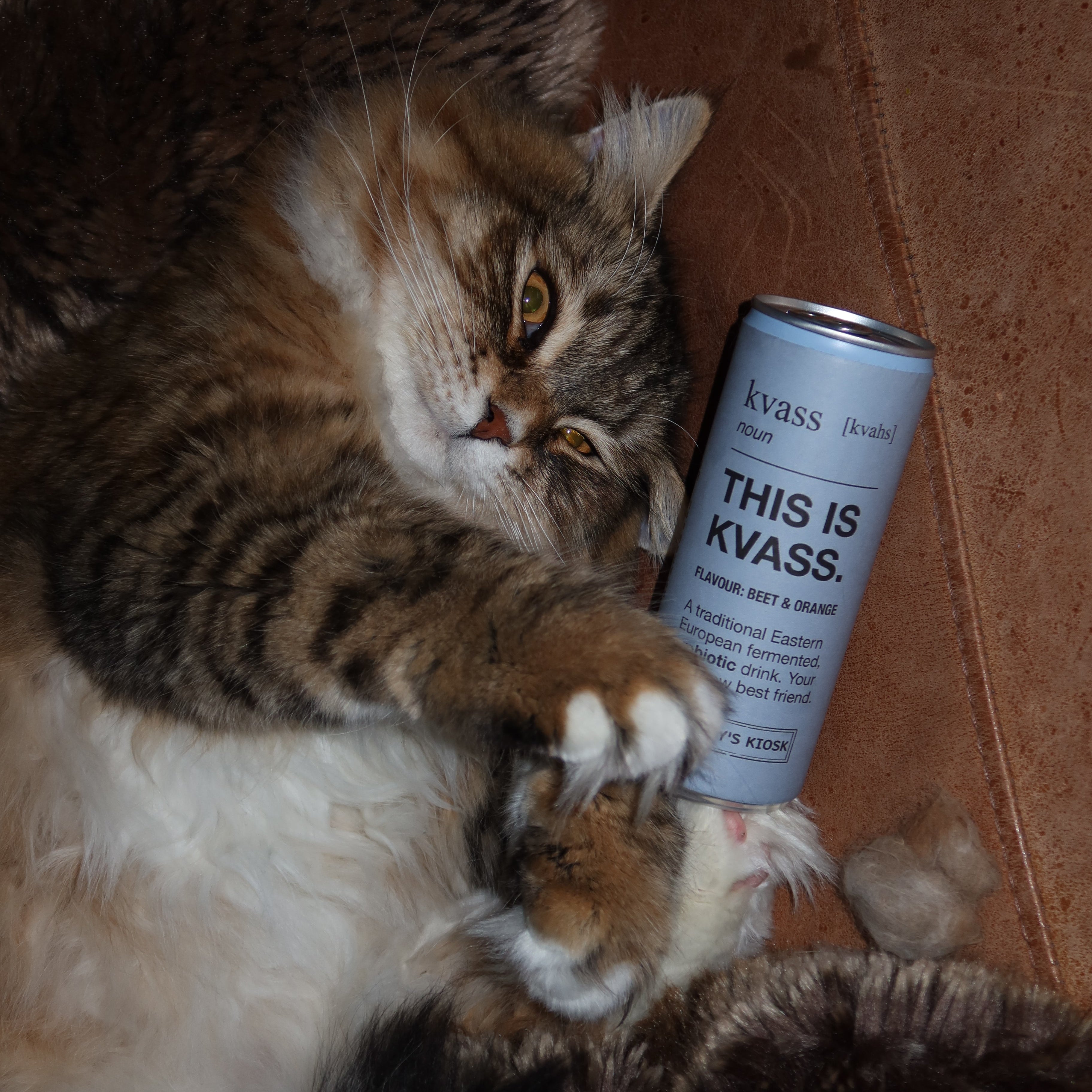 Cat playing with a can of 'This is kvass' on a wooden floor.