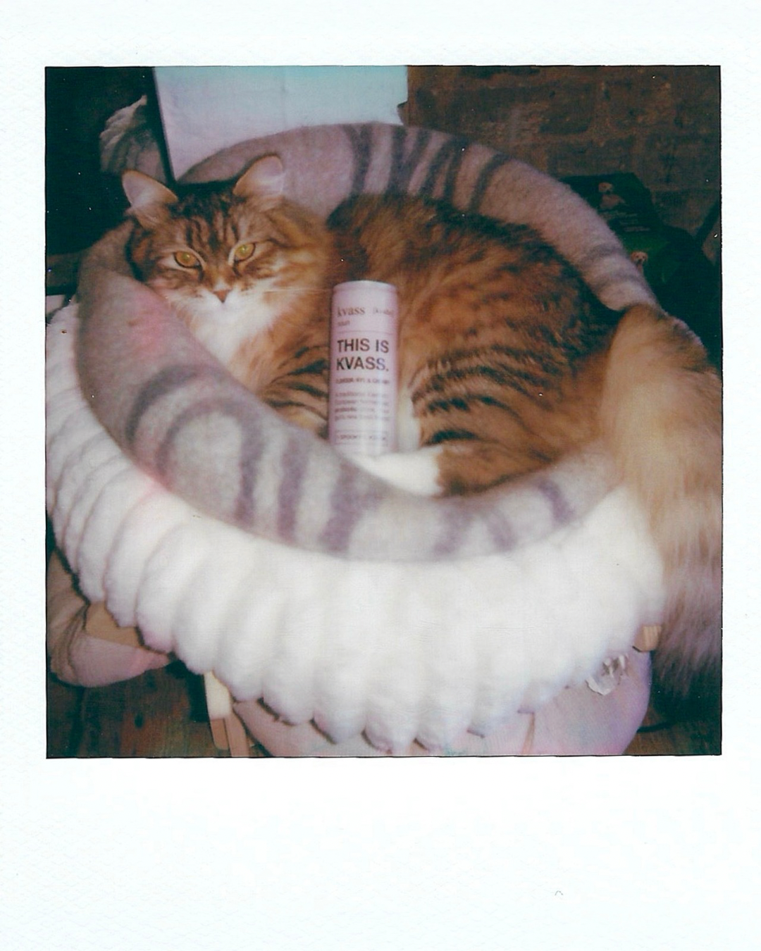 Cat lying on a striped cushion with a can of 'This is Kvass' in front