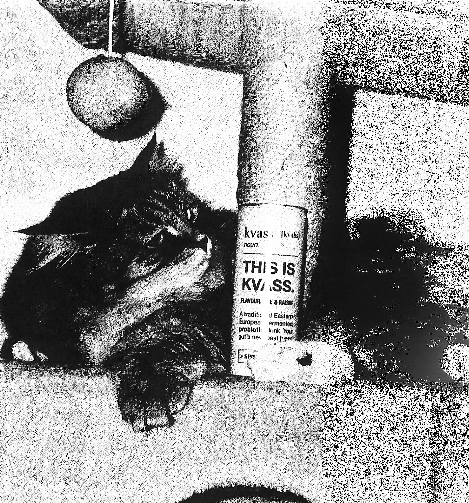 A black and white vintage photograph showing a long-haired cat resting on a cat tree, with a paper label on the vertical post that reads 'THIS IS KVASS.